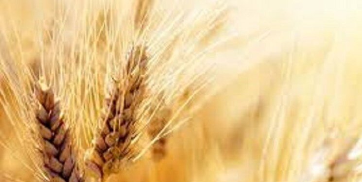 قیمت جدید گندم اعلام شد/ گندمکاران بخوانند