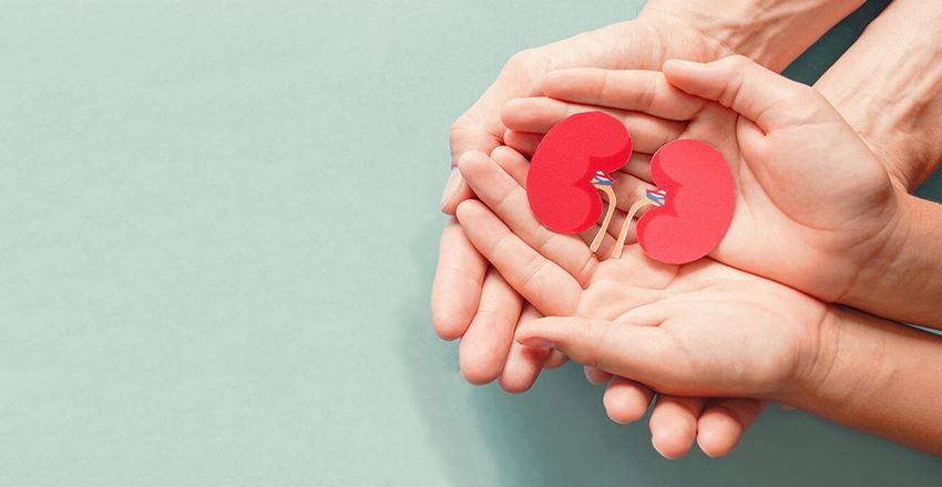 داروی گیاهی ایرانی سنگ کلیه بزرگ را پودر می‌کند