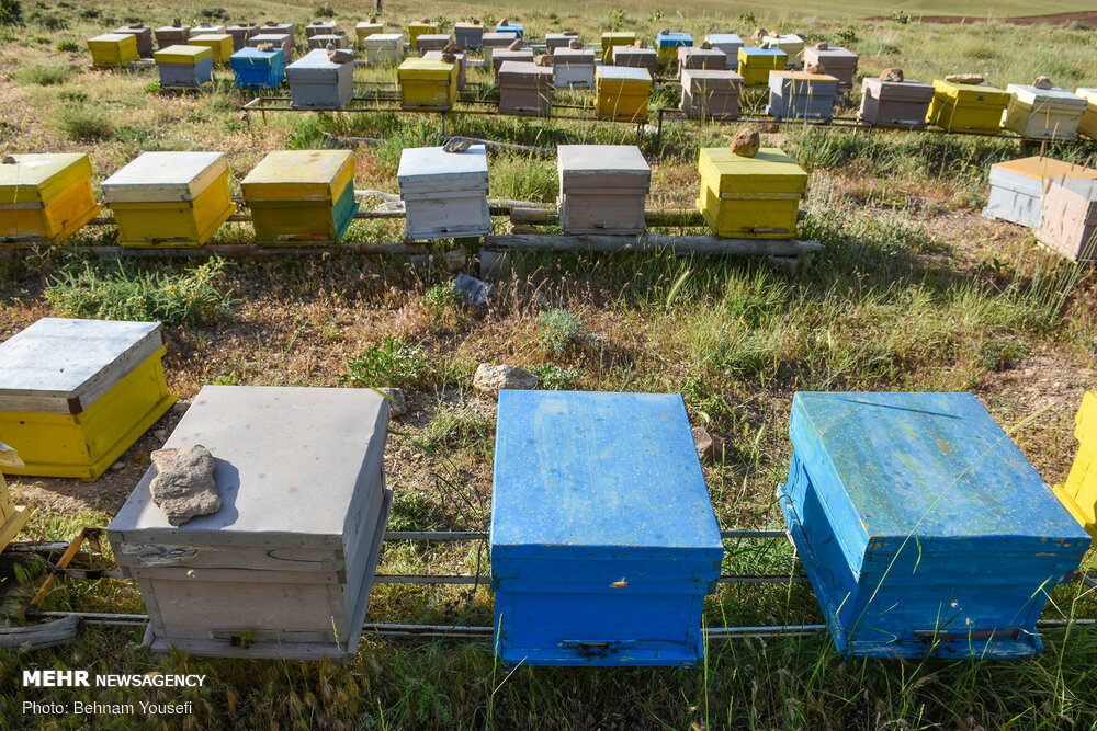 سود ۹۰ برابری زنبورداری به بخش کشاورزی - خبرگزاری مهر | اخبار ایران و جهان