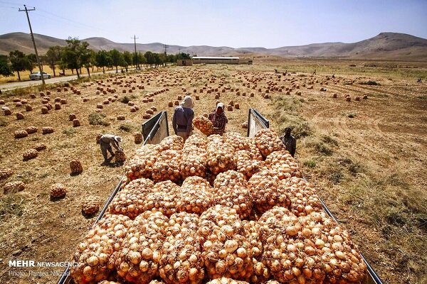 پرداخت فوری پول خرید تضمینی پیاز - خبرگزاری مهر | اخبار ایران و جهان