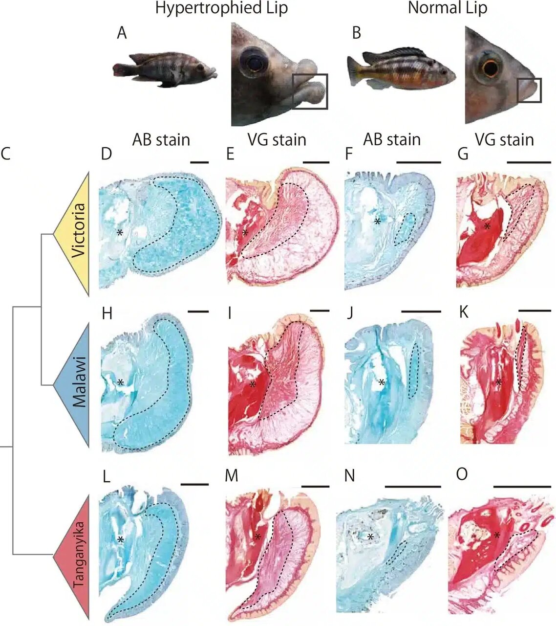 چرا لب‌ بعضی ماهی‌ها اینقدر بزرگ است؟