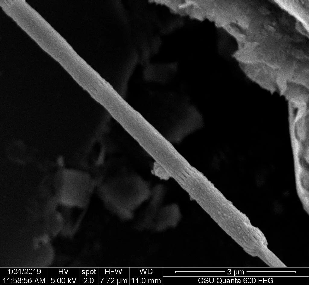 کشف شگفت‌انگیز موجودی که همانند سیم برق زنده است