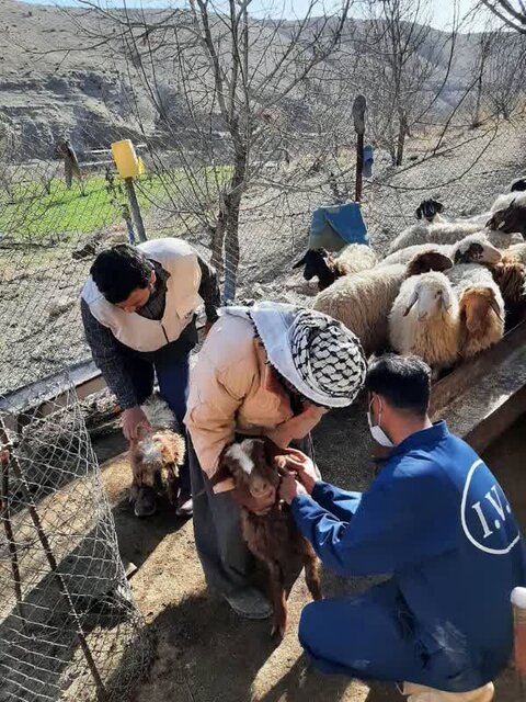 بروز تب برفکی در شهرستان ایوان، بی‌اساس است